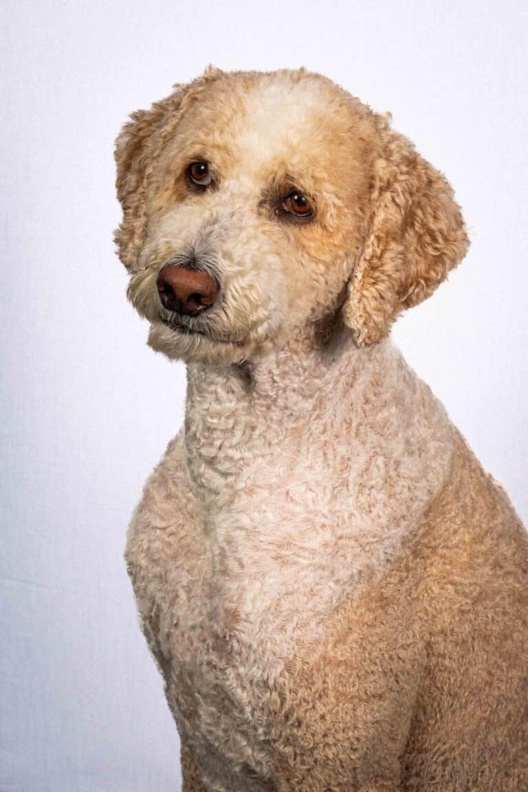 Bailey - Chief Happiness Officer 